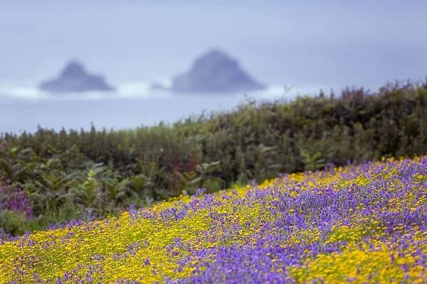 Purple Viper's Bugloss  /  Paterson's Curse - with Corn Marigolds (Chrysanthemum segetum) - Boscregan, Cornwall, UK
