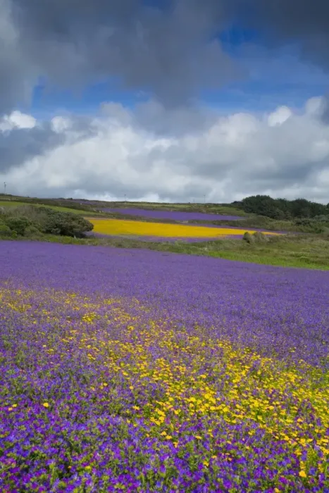 Framed Print : Purple Viper's Bugloss  /  Paterson's Curse - with Corn Marigolds (Chrysanthemum segetum) - Boscregan, Cornwall, UK