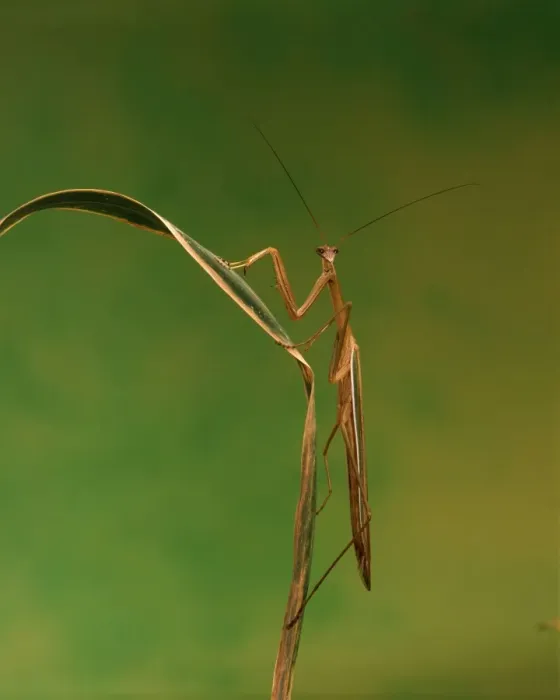 Framed Print : Purple-winged Mantid - Australia JPF02937 Framed Print : Purple-winged Mantid - Australia JPF02937