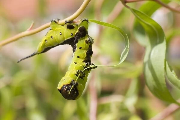 Puss Moth caterpillar feeding on willow leaf. UK