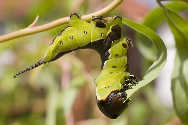 Puss Moth caterpillar feeding on willow leaf. UK