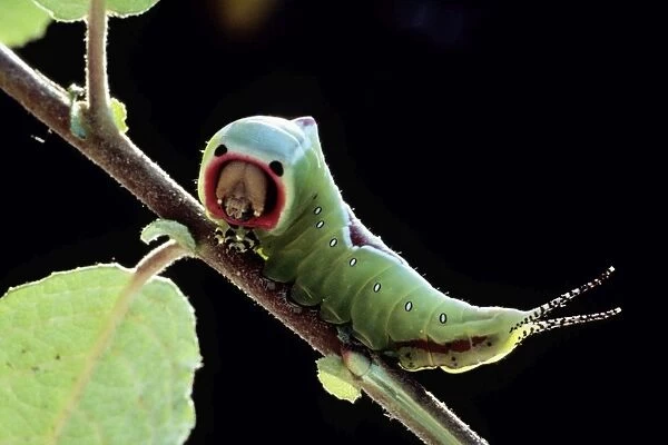 Puss Moth - Caterpillar  /  Larvae, Lower Saxony, Germany