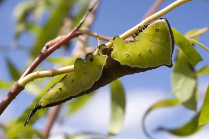 Framed Print : Puss Moth caterpillar on willow. UK Framed Print : Puss Moth caterpillar on willow. UK
