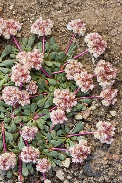 Pussypaws (Calyptridium umbellatum) - alpine flower - near Sisters, Cascade Mountains, Oregon