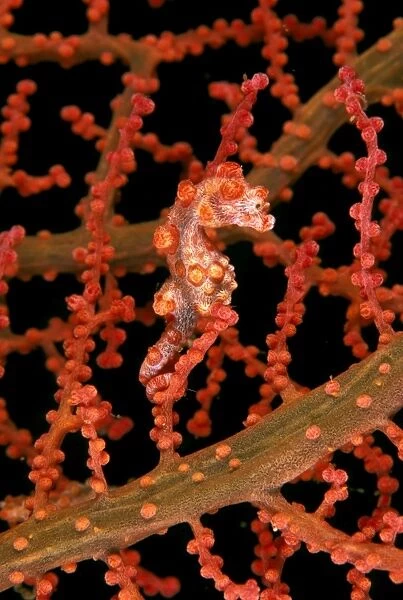 Pygmy (Bargibant's) Seahorse - max: 2cms, only known to occur on Gorgonian coral of genus: moricella Port Moresby, Papua New Guinea. SPE00976