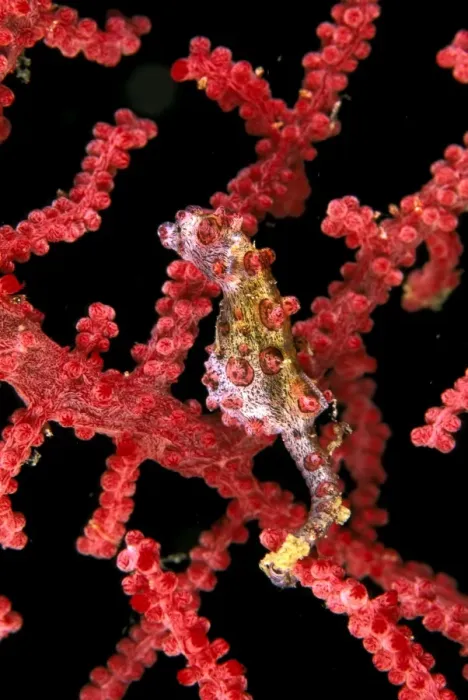 Framed Print : Pygmy (Bargibant's) Seahorse - Max: 2cms, only known to occur on Gorgonian coral of genus: moricella Port Moresby, Papua New Guinea. SPE00975 Framed Print : Pygmy (Bargibant's) Seahorse - Max: 2cms, only known to occur on Gorgonian coral of genus: moricella Port Moresby, Papua New Guinea. SPE00975