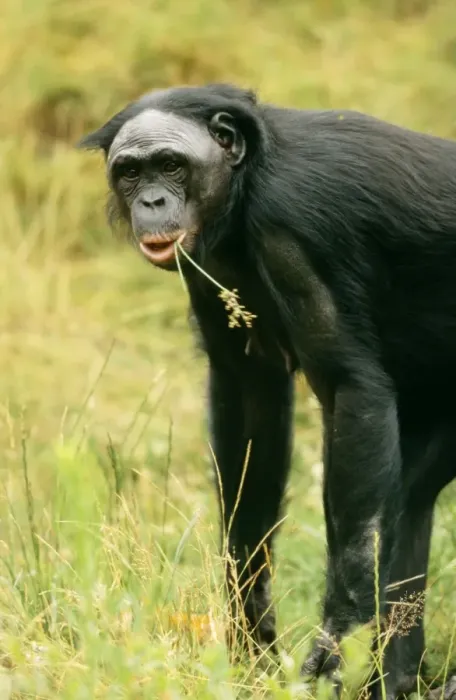 Framed Print : Pygmy / Bonobo Chimpanzee Framed Print : Pygmy / Bonobo Chimpanzee
