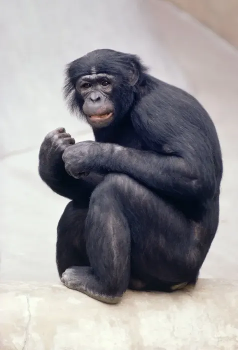 Framed Print : Pygmy / Bonobo Chimpanzee - endangered Framed Print : Pygmy / Bonobo Chimpanzee - endangered
