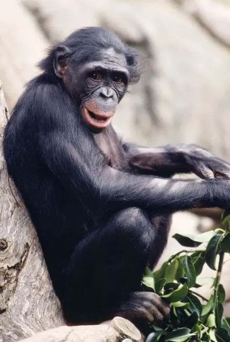 Framed Print : Pygmy / Bonobo Chimpanzee - endangered Rainforests of the Congo Basin Framed Print : Pygmy / Bonobo Chimpanzee - endangered Rainforests of the Congo Basin