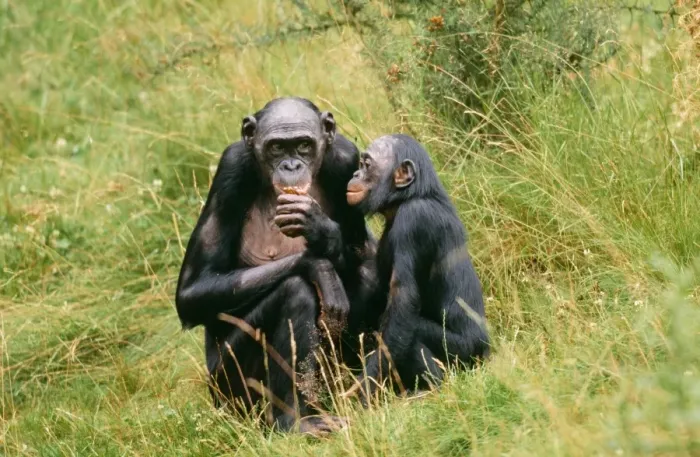 Framed Print : Pygmy  /  Bonobo Chimpanzee - x2