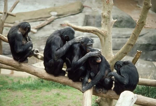 Pygmy Chimpanzee - grooming
