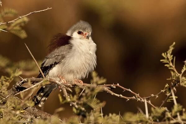 Pygmy falcon - female near nest in early morning sun - Etosha National Park - Namibia