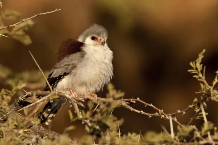 Framed Print : Pygmy falcon - female near nest in early morning sun - Etosha National Park - Namibia Framed Print : Pygmy falcon - female near nest in early morning sun - Etosha National Park - Namibia