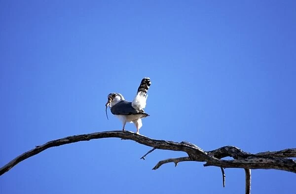 Pygmy Falcon - male