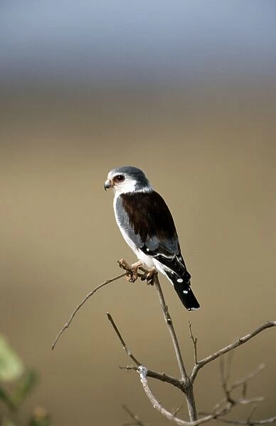 Pygmy Falcon - Samburu Kenya