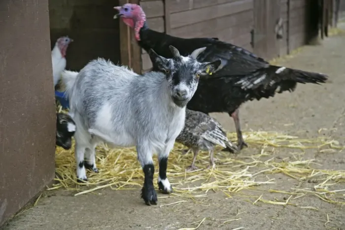 Framed Print : Pygmy Goat in farm yard Framed Print : Pygmy Goat in farm yard