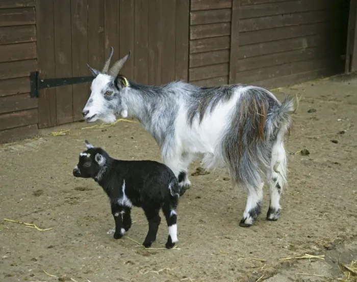 Framed Print : Pygmy Goat & kid in farm yard Framed Print : Pygmy Goat & kid in farm yard