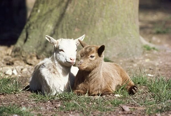 Pygmy Goat - x2 young
