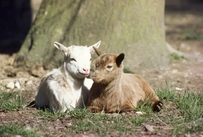 Framed Print : Pygmy Goat - x2 young Framed Print : Pygmy Goat - x2 young