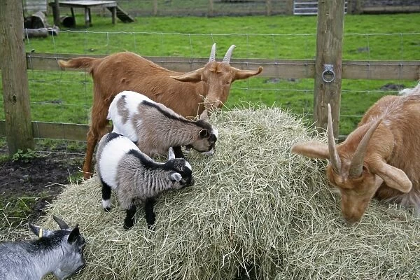 Pygmy and Golden Guernsey Goats eating hay