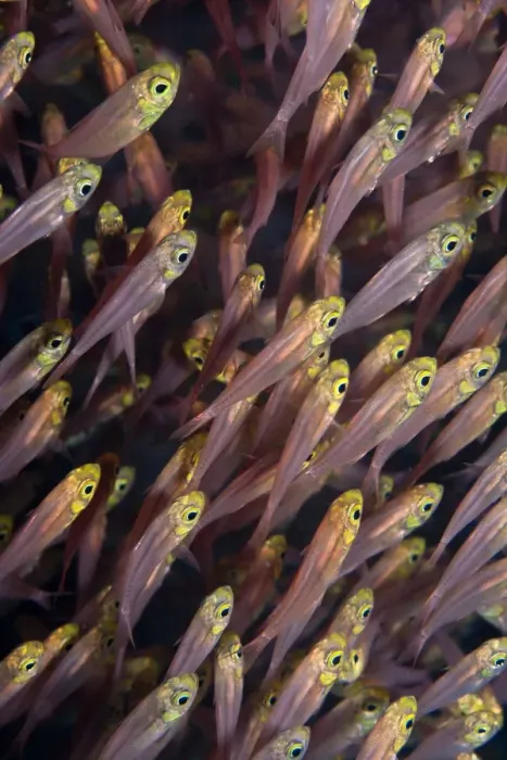 Framed Print : Pygmy  /  Golden Sweeper - Red Sea