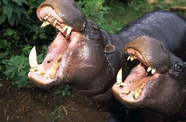 Pygmy Hippopotamus - x2