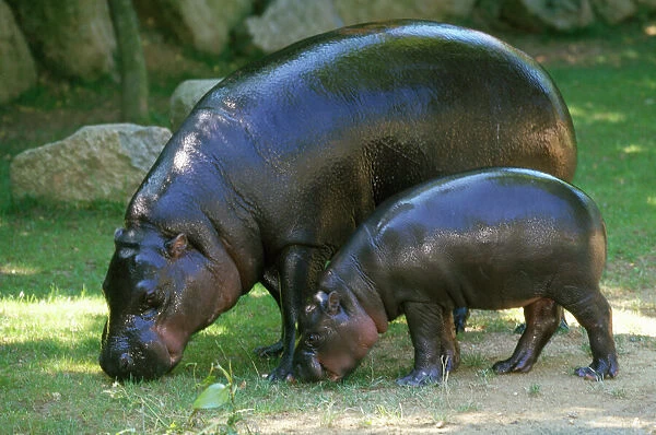 PYGMY HIPPOPOTAMUS - With young, side by side
