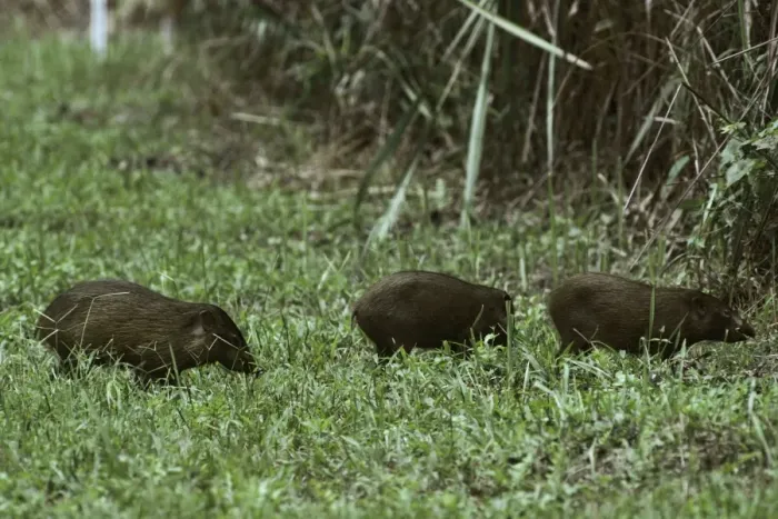 Framed Print : Pygmy Hog - crossing grass clearing Framed Print : Pygmy Hog - crossing grass clearing