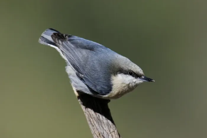 Framed Print : Pygmy Nuthatch Framed Print : Pygmy Nuthatch