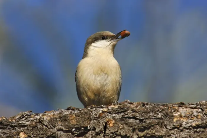 Framed Print : Pygmy Nuthatch - with nut in beak Framed Print : Pygmy Nuthatch - with nut in beak