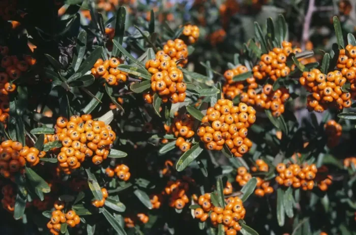 Framed Print : Pyracantha coccinea Framed Print : Pyracantha coccinea