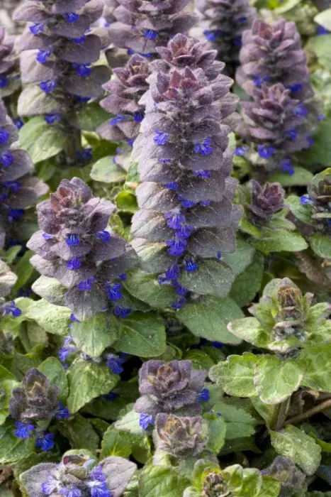 Framed Print : Pyramidal bugle (Ajuga pyramidalis). Rare in north Britain Framed Print : Pyramidal bugle (Ajuga pyramidalis). Rare in north Britain