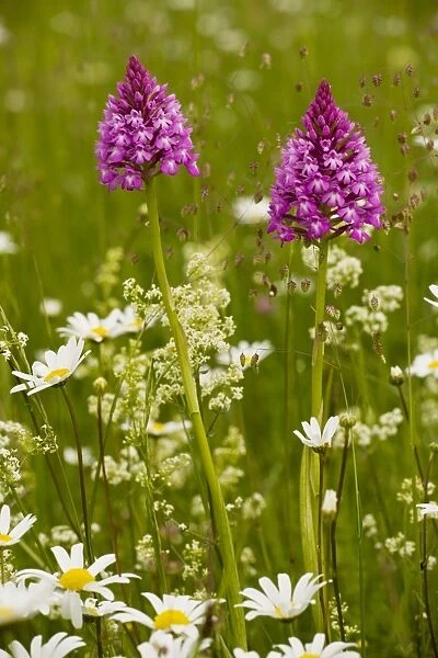 Pyramidal Orchid ( Anacamptis pyramidalis) in flowery meadow, Dordogne, France