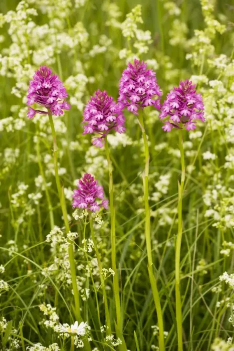 Framed Print : Pyramidal Orchid ( Anacamptis pyramidalis) in flowery meadow, Dordogne, France Framed Print : Pyramidal Orchid ( Anacamptis pyramidalis) in flowery meadow, Dordogne, France