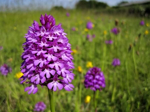 Pyramidal Orchid - growing on chalk downland - North Wessex Downs - Berkshire - England