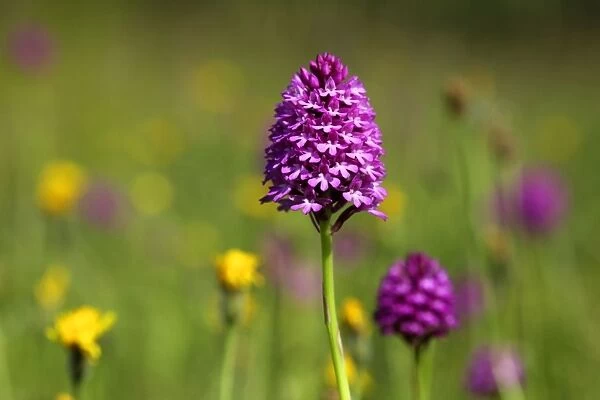 Pyramidal Orchid - growing on chalk downland - North Wessex Downs - Berkshire - England