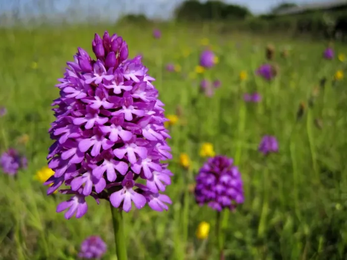 Framed Print : Pyramidal Orchid - growing on chalk downland - North Wessex Downs - Berkshire - England Framed Print : Pyramidal Orchid - growing on chalk downland - North Wessex Downs - Berkshire - England
