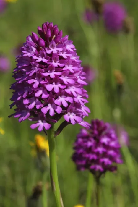 Framed Print : Pyramidal Orchid - growing on chalk downland - North Wessex Downs - Berkshire - England Framed Print : Pyramidal Orchid - growing on chalk downland - North Wessex Downs - Berkshire - England
