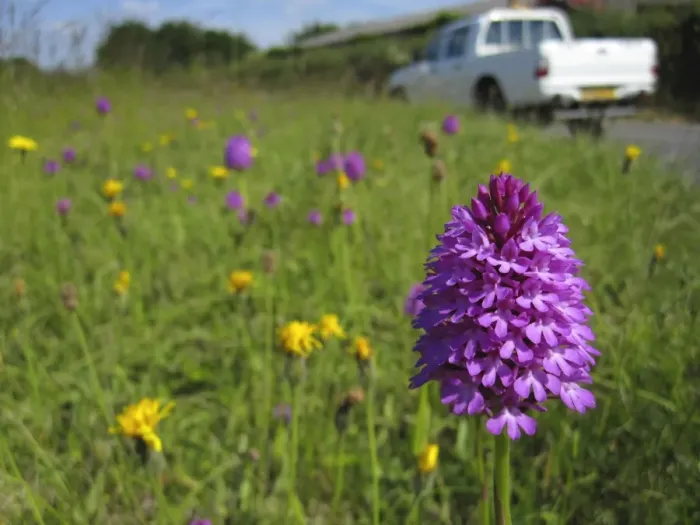 Framed Print : Pyramidal Orchid - growing on chalk downland - North Wessex Downs - Berkshire - England Framed Print : Pyramidal Orchid - growing on chalk downland - North Wessex Downs - Berkshire - England