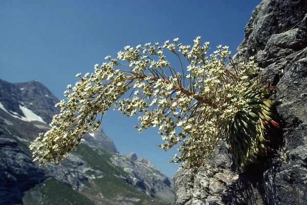 Pyrenean Saxifrage - endemic, Pyrenees  /  Gavarnie