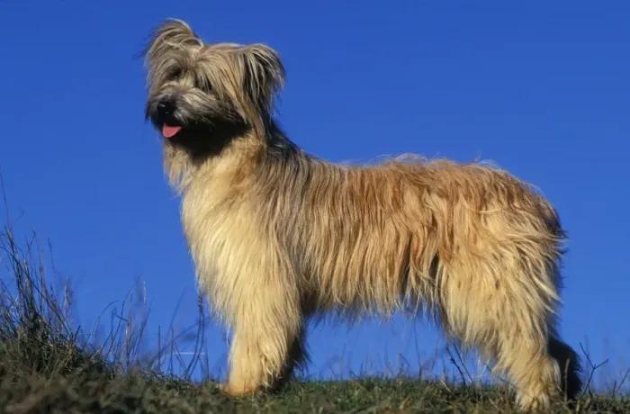Framed Print : Pyrenean Sheepdog Framed Print : Pyrenean Sheepdog