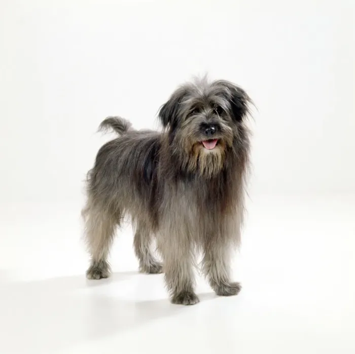 Framed Print : Pyrenean Sheepdog Framed Print : Pyrenean Sheepdog