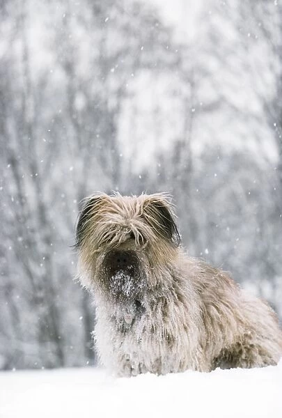 Pyrenean Shepherd Dog - in winter snow - France