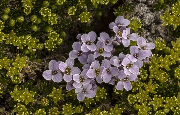 Pyrenean Whitlow Grass, Petrocallis pyrenaica, amongst Mossy Cyphel, Minuartia sedoides, Cherleria sedoides, Date: 15-Apr-19