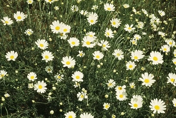 Pyrenthrum flowers - a natural sourse of insecticide. Africa