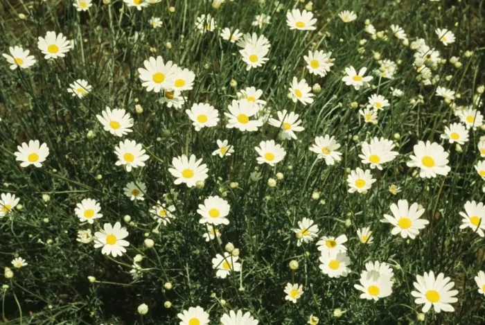 Framed Print : Pyrenthrum flowers - a natural sourse of insecticide. Africa Framed Print : Pyrenthrum flowers - a natural sourse of insecticide. Africa