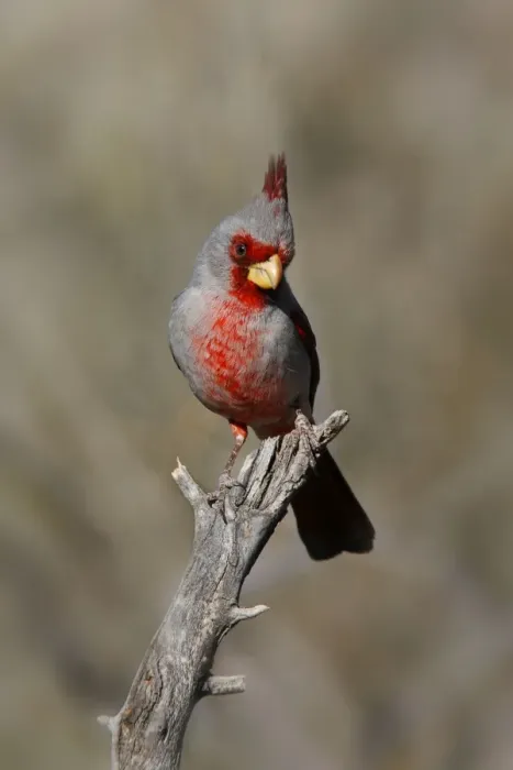 Framed Print : Pyrrhuloxia Framed Print : Pyrrhuloxia