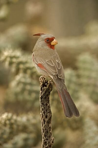 Pyrrhuloxia - Arizona, USA - Male - Rose-colored breast and crest suggest a Cardinal but the gray back and yellow bill set it apart - Range is southwest U. S. to central Mexico - Habitat is mesquite-thorn scrub and deserts