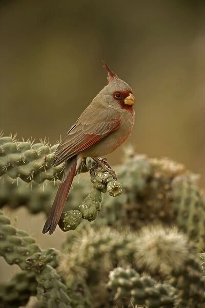 Pyrrhuloxia - On cactus - Arizona, USA- Male - Rose-colored breast and crest suggest a Cardinal but the gray back and yellow bill set it apart - Range is southwest U. S. to central Mexico - Habitat is mesquite-thorn scrub and deserts