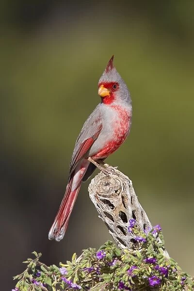 Pyrrhuloxia - male - distribution: southwestern United States and northern Mexico - March in Arizona - USA